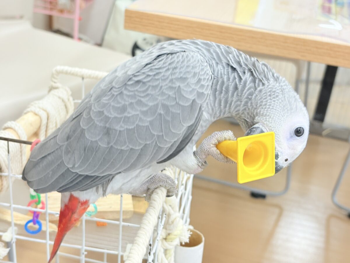 【動画更新🪄】甘々ちゃんにメロメロになる準備出来てますか?💝ヨウム(女の子) ヨウム