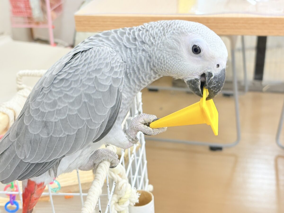 【動画更新🪄】甘々ちゃんにメロメロになる準備出来てますか?💝ヨウム(女の子) ヨウム