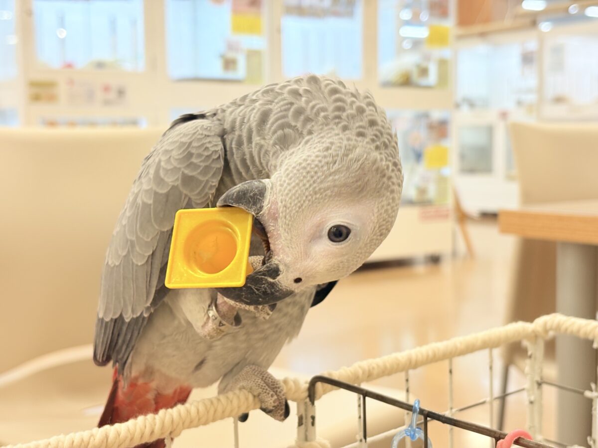 【動画更新🪄】甘々ちゃんにメロメロになる準備出来てますか?💝ヨウム(女の子) ヨウム