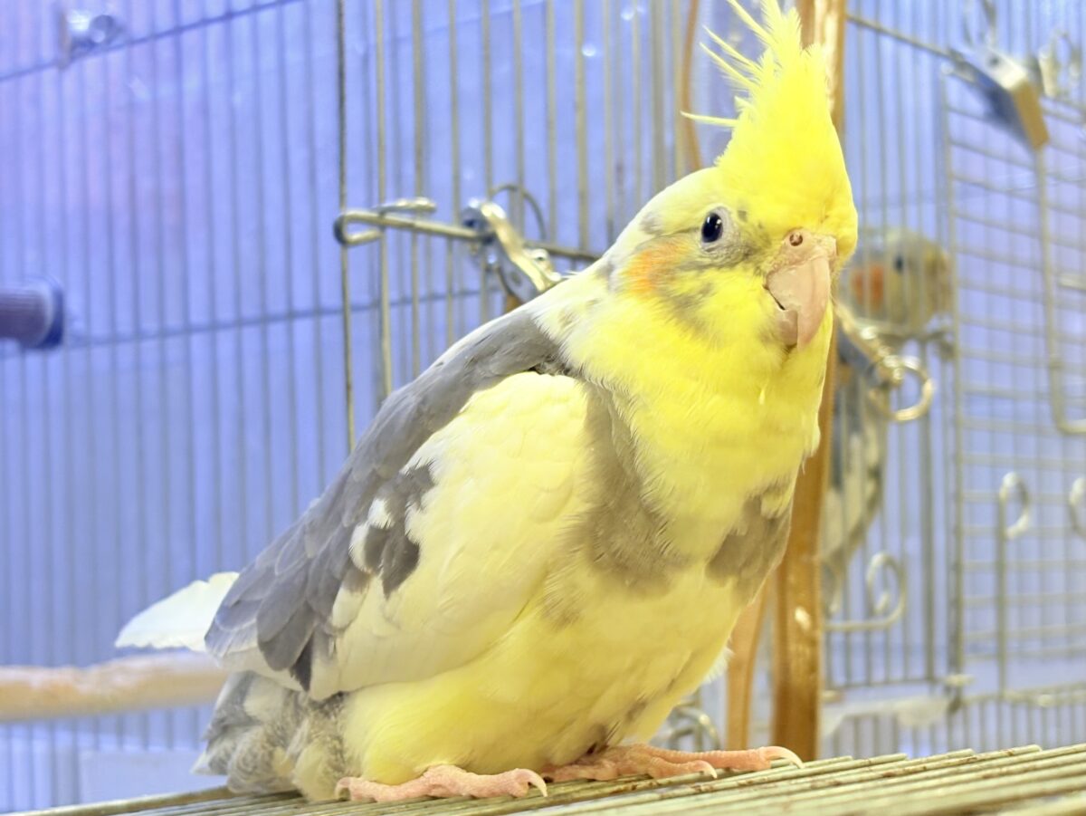 オカメインコ