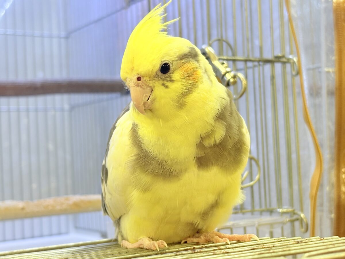 オカメインコ