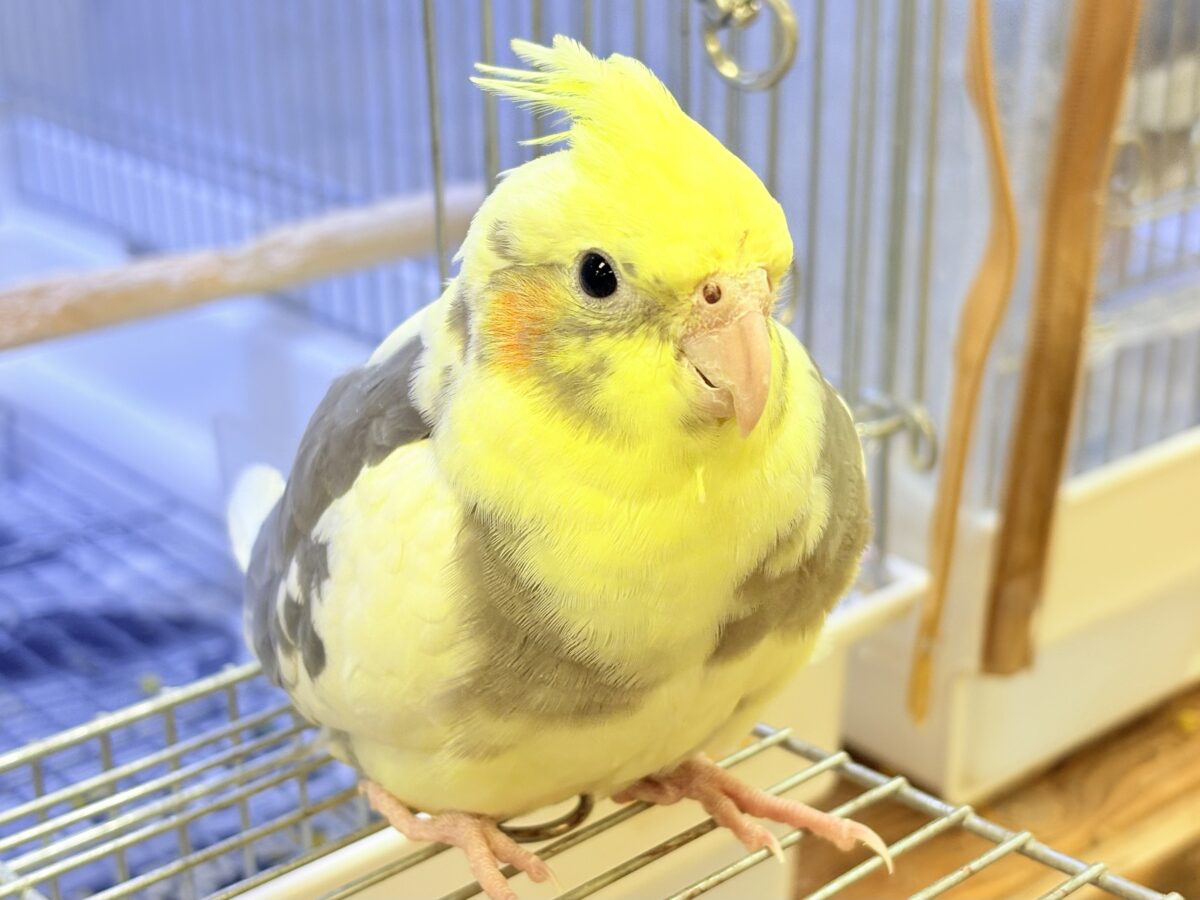 オカメインコ