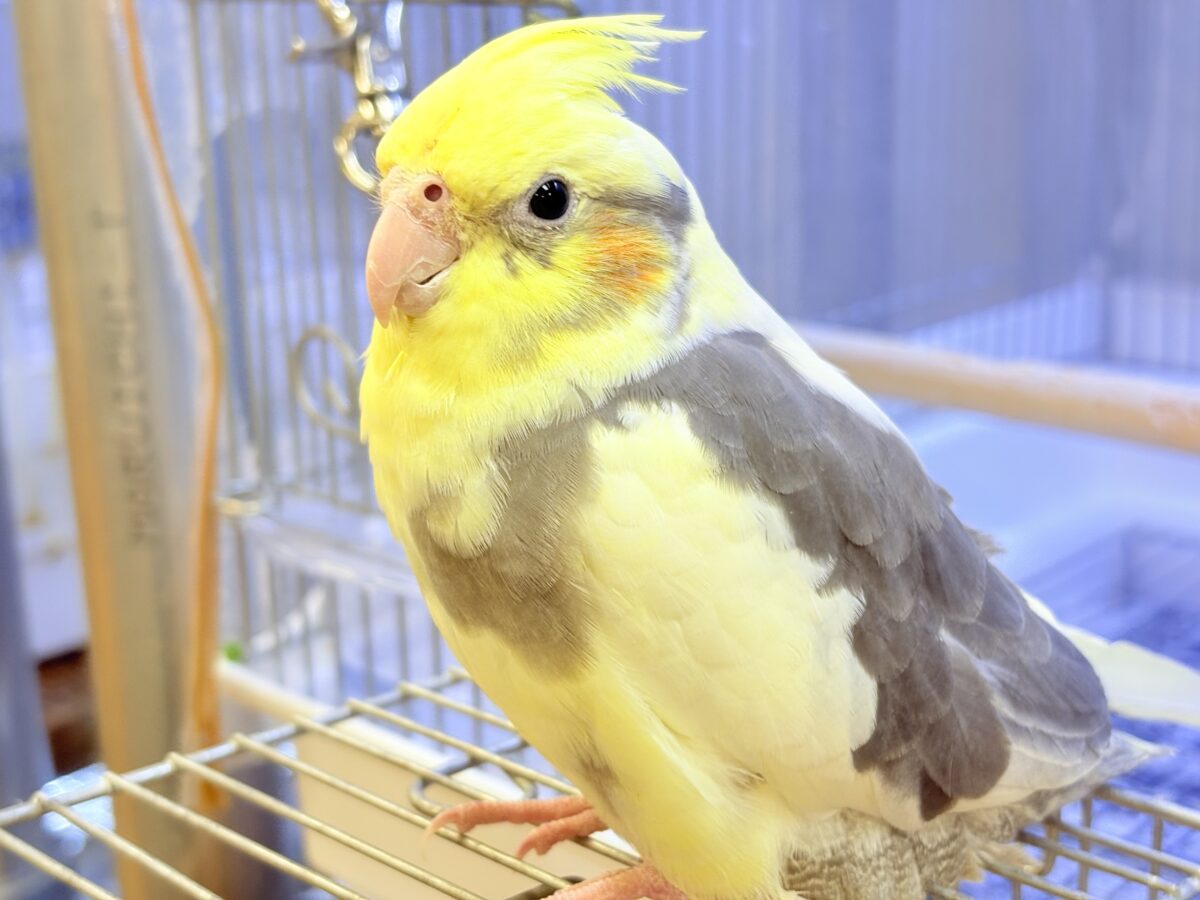 オカメインコ