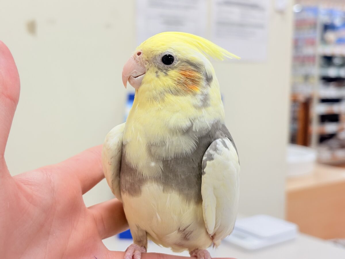 オカメインコ
