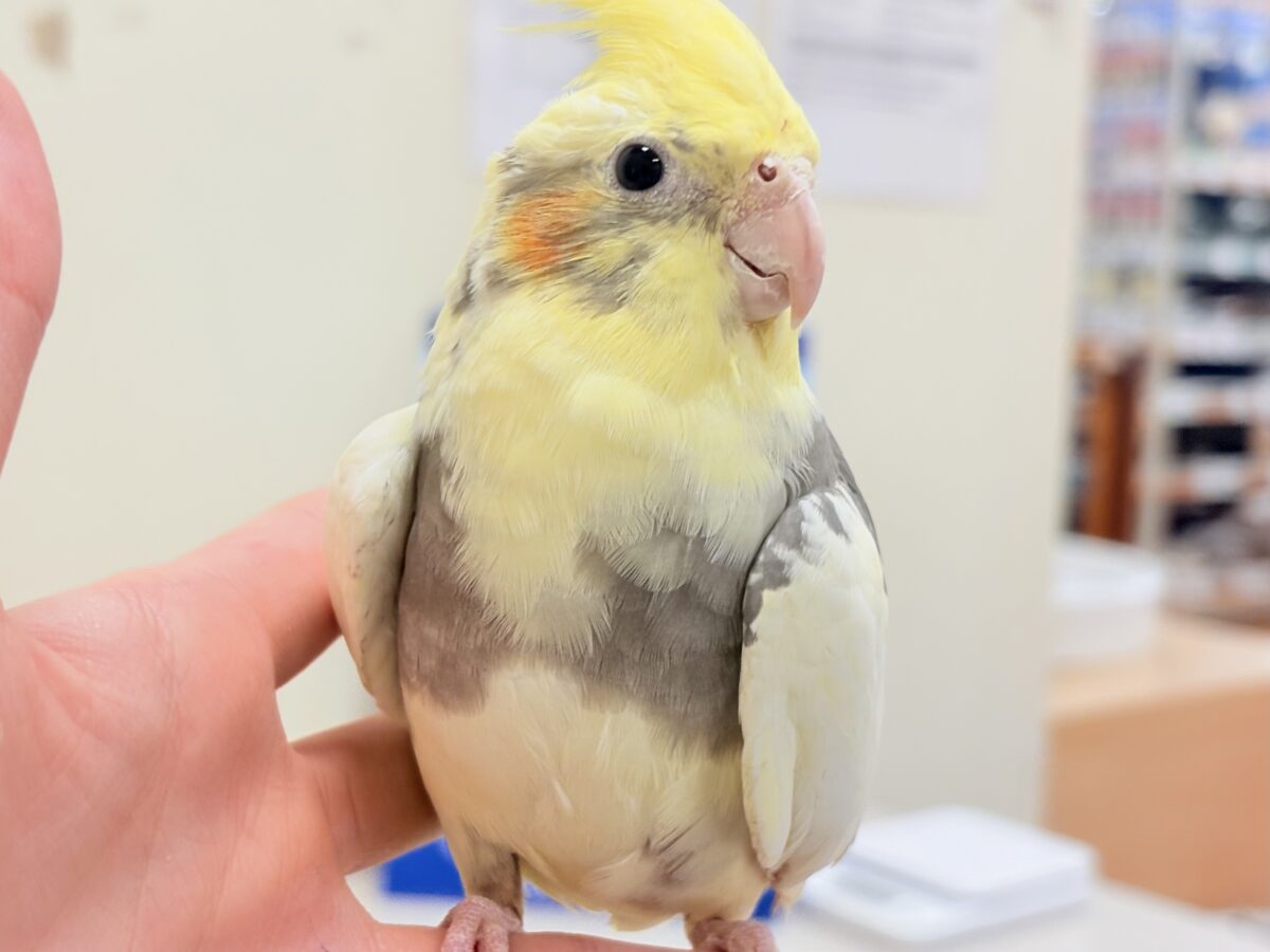 オカメインコ