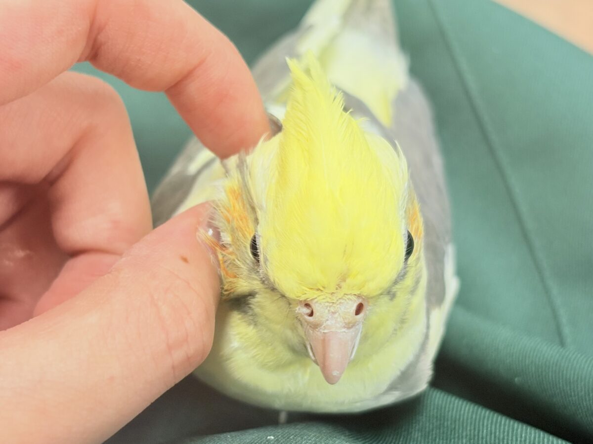 オカメインコ