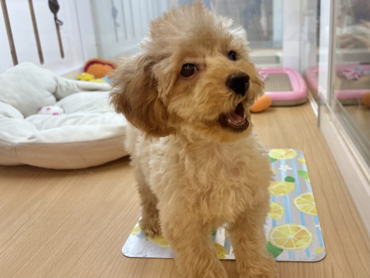 超ホヤホヤ最新画像✨私の愛の叫びを受け止めて〜♥トイプードルちゃん! トイプードル
