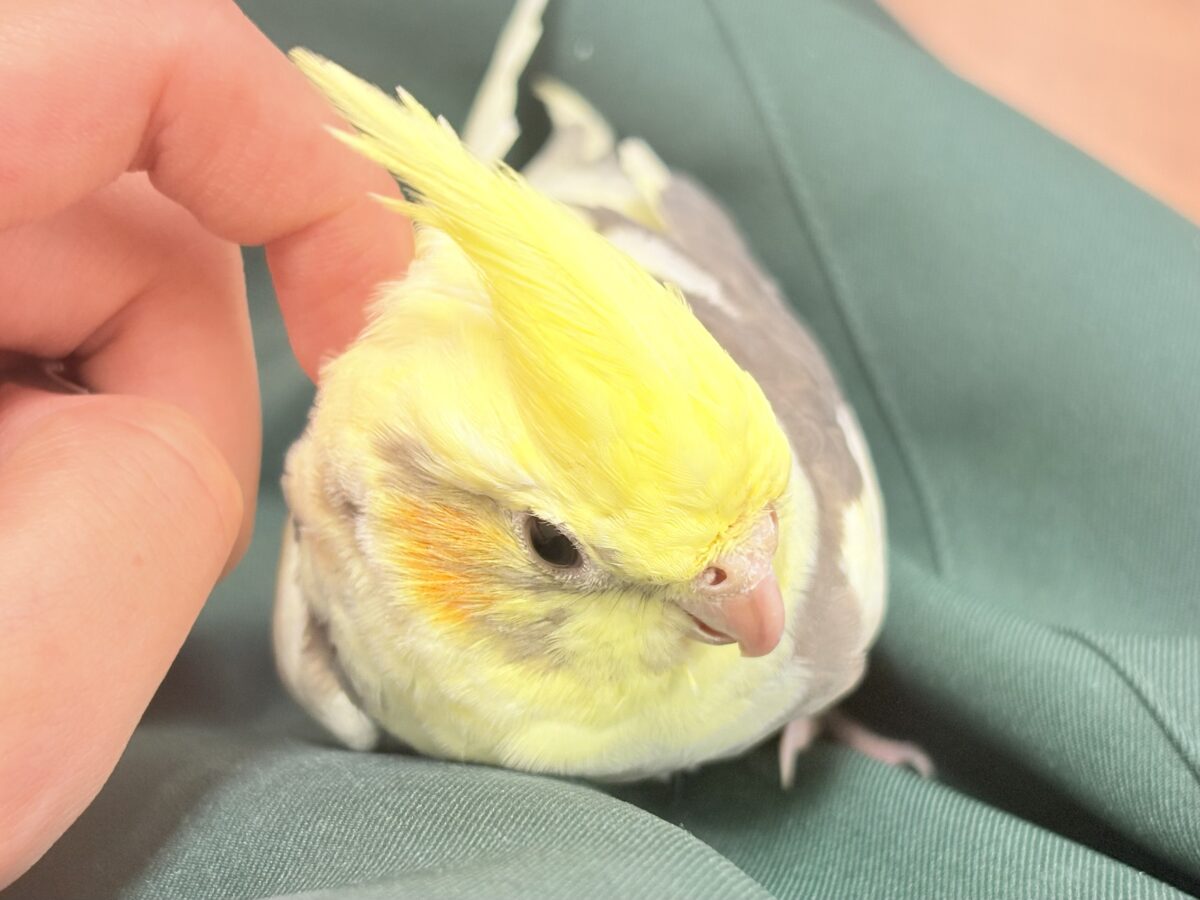オカメインコ