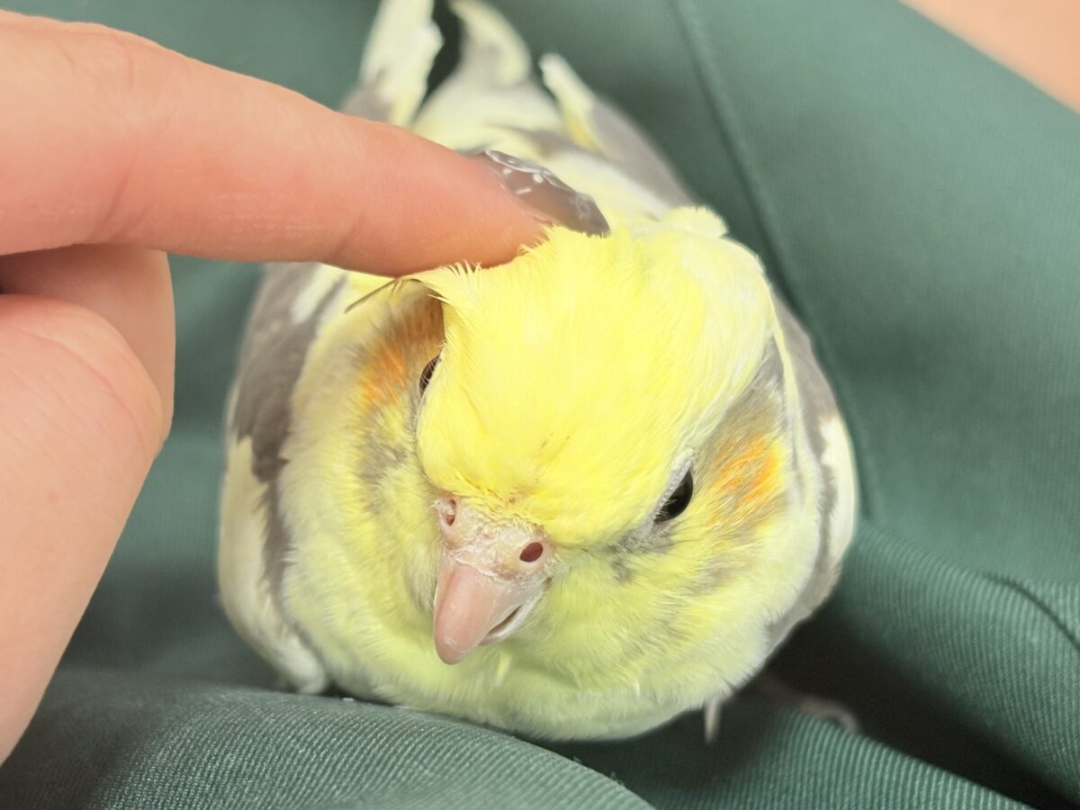 オカメインコ