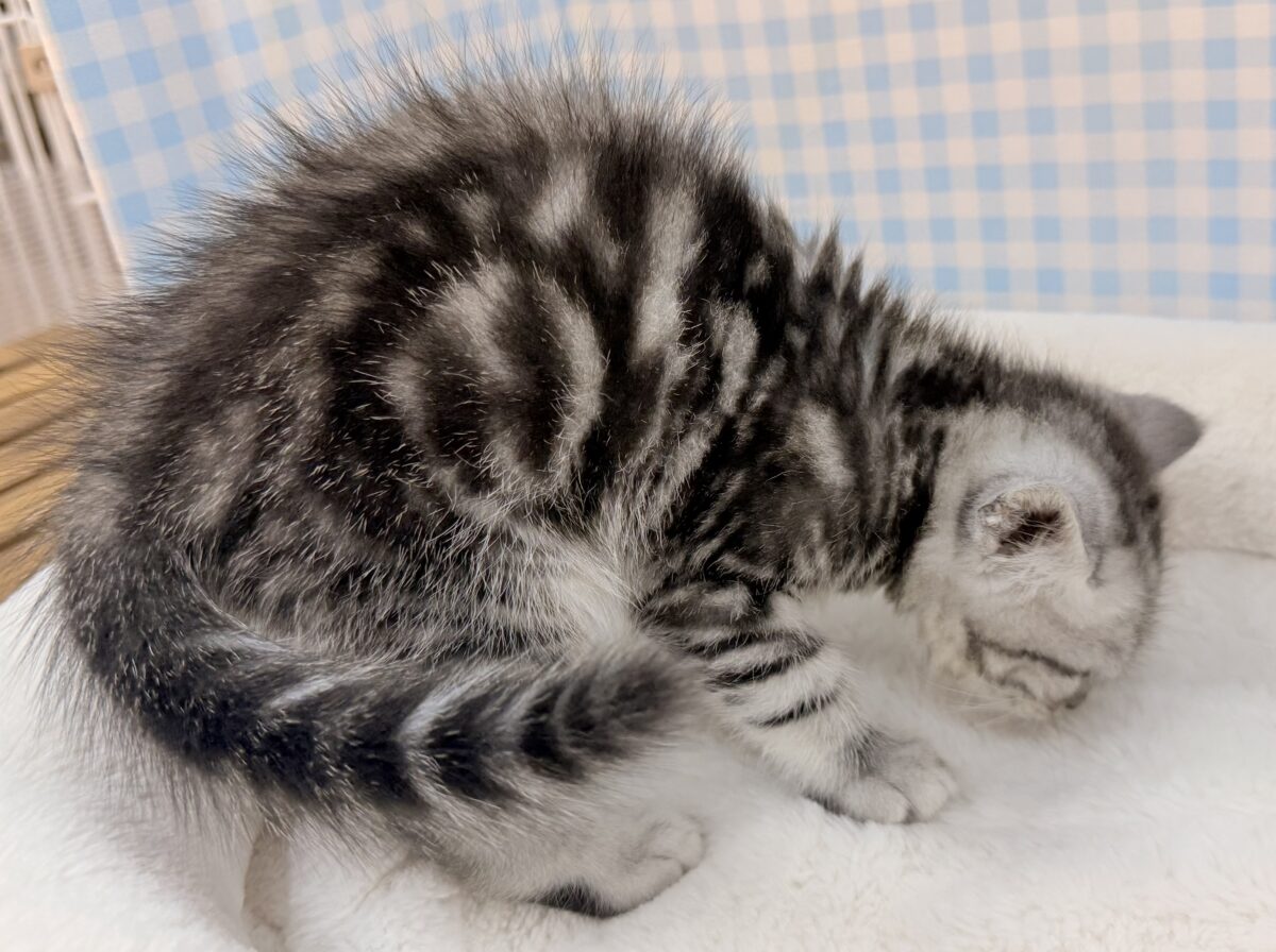 アメショじゃないよ!マンチカンだよ! マンチカン