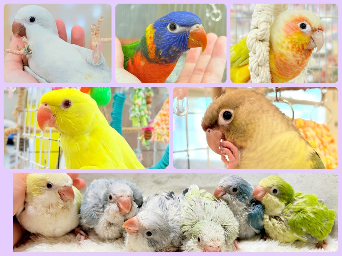 【 緊急！延長決定！】鳥好きさん集まれ〜っ🐥🪅💫中型インコ祭🏮🎉