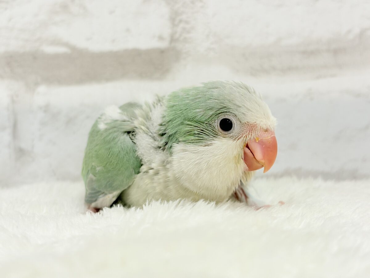 【最新画像更新🪄もうすぐひとり餌☆】来ったぞ♪来たぞ♬*°青リンゴ🐣🍏🫧オキナインコ(アクアブルーパリド) ヒナ オキナインコ