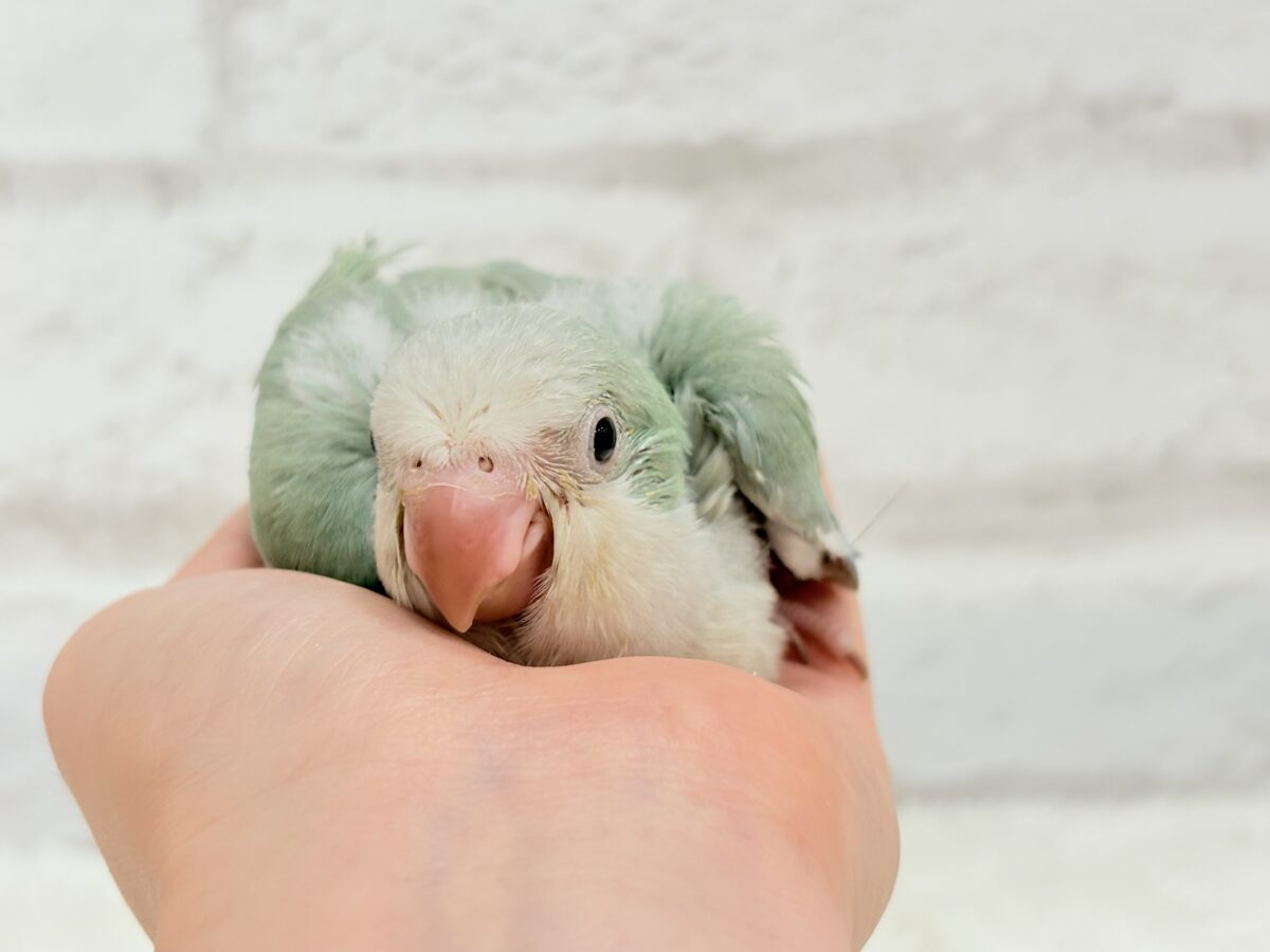 オキナインコ