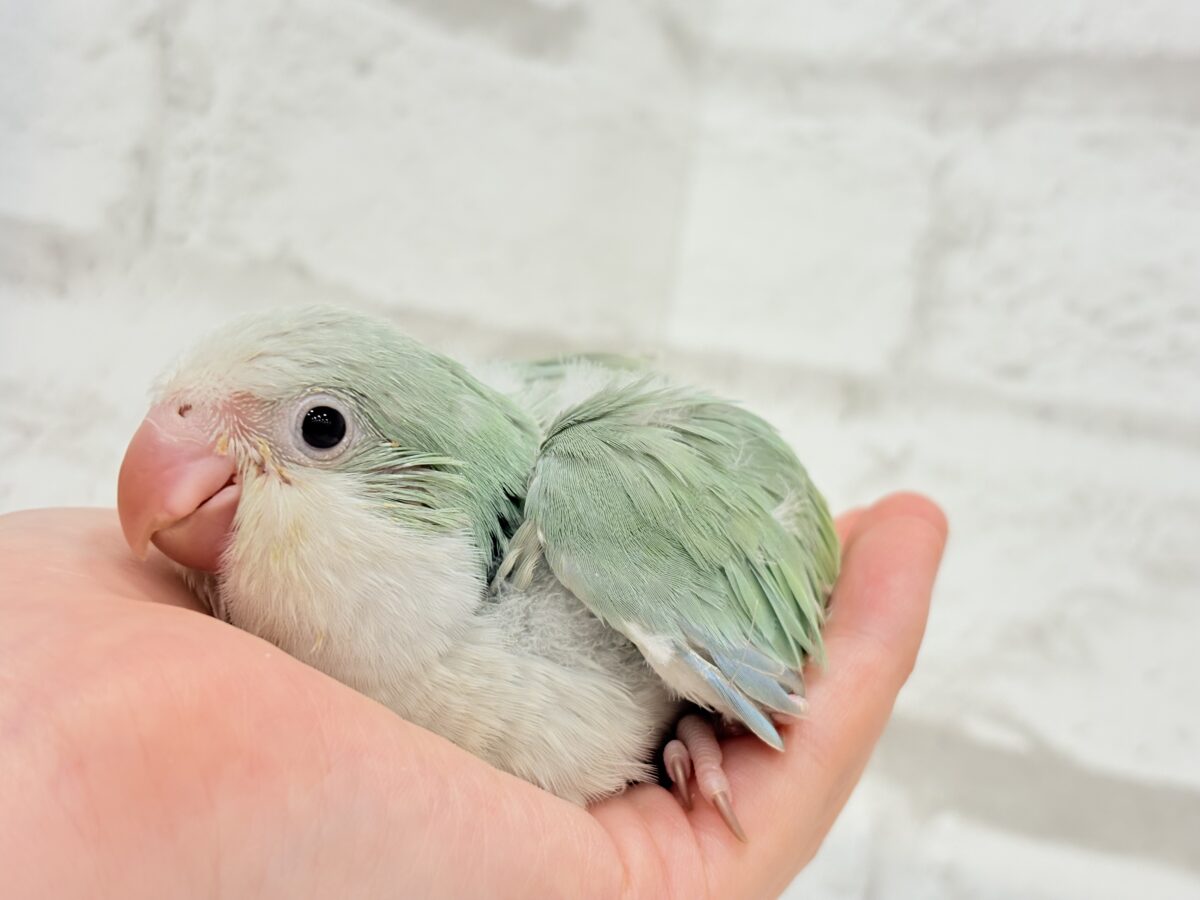 オキナインコ