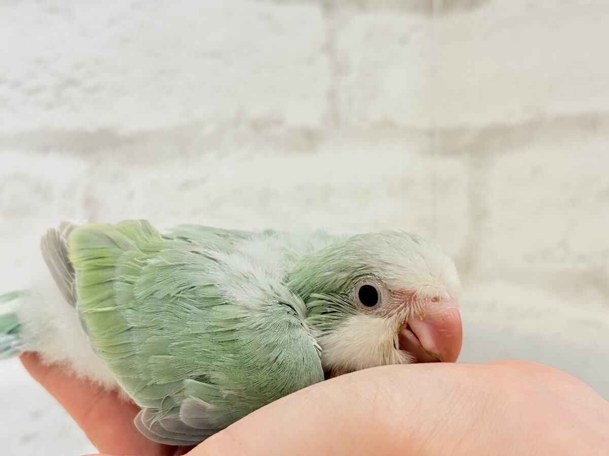 オキナインコ