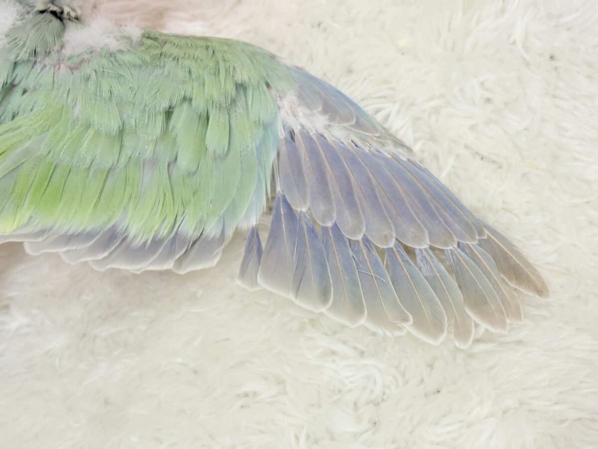 【最新画像更新🪄もうすぐひとり餌☆】来ったぞ♪来たぞ♬*°青リンゴ🐣🍏🫧オキナインコ(アクアブルーパリド) ヒナ オキナインコ
