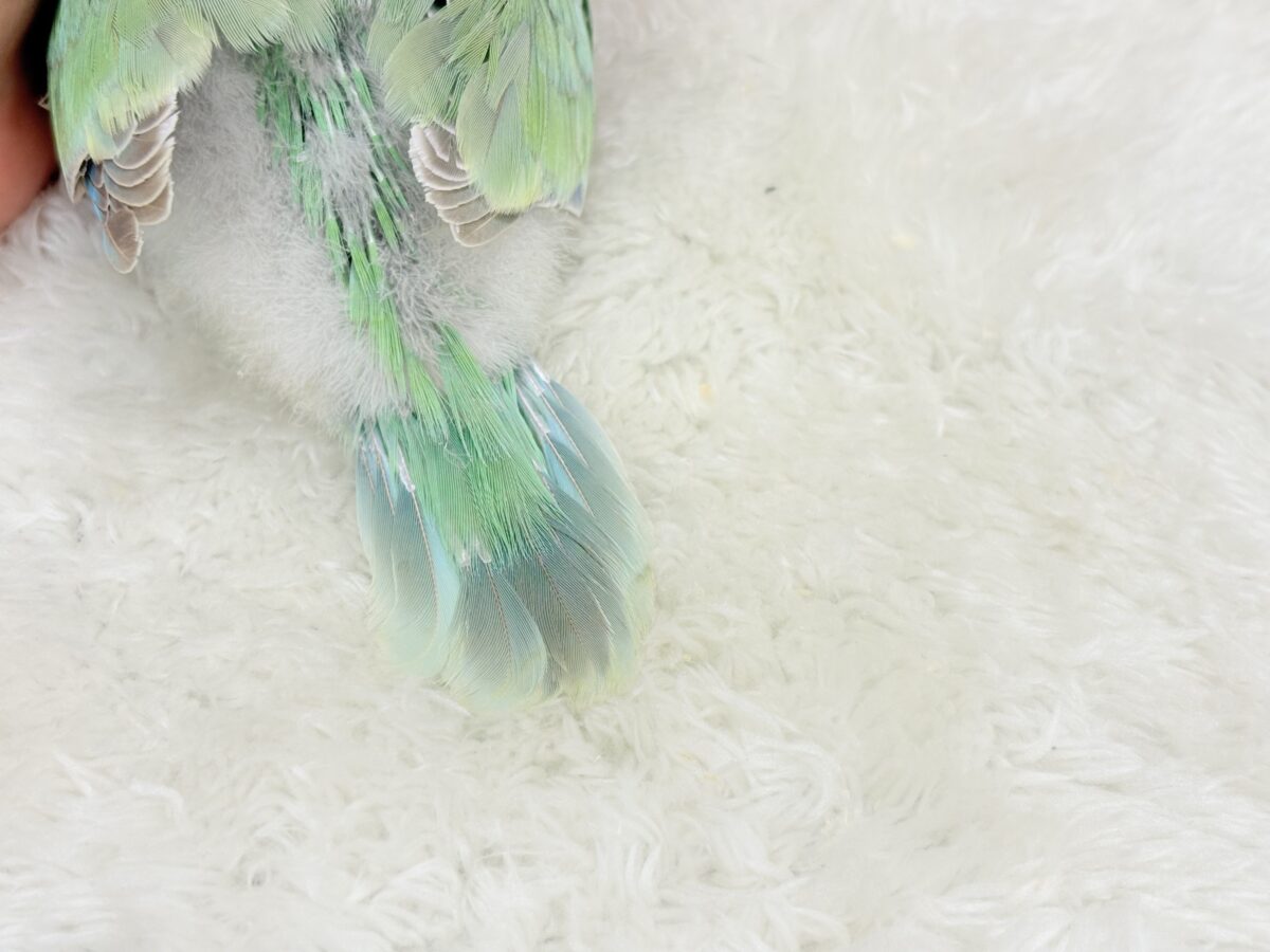 オキナインコ