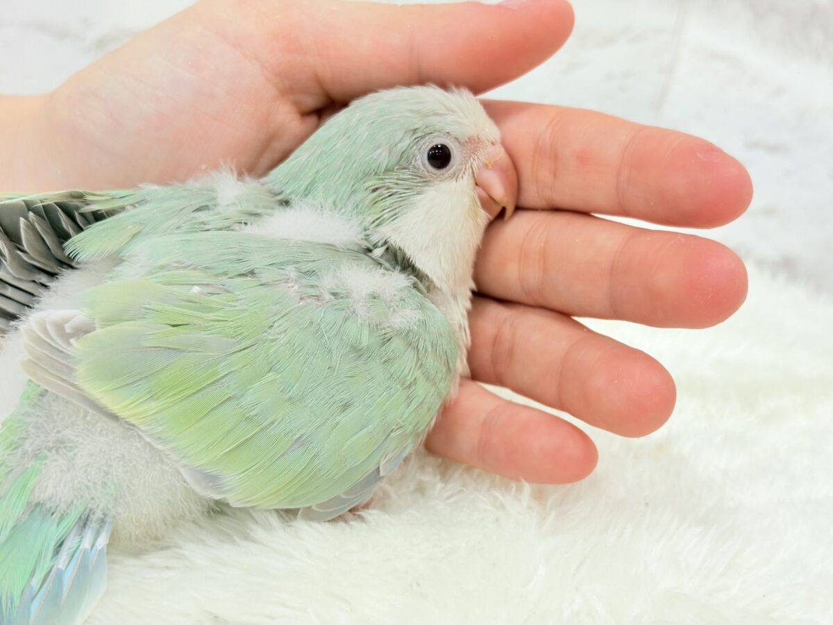 【最新画像更新🪄もうすぐひとり餌☆】来ったぞ♪来たぞ♬*°青リンゴ🐣🍏🫧オキナインコ(アクアブルーパリド) ヒナ オキナインコ