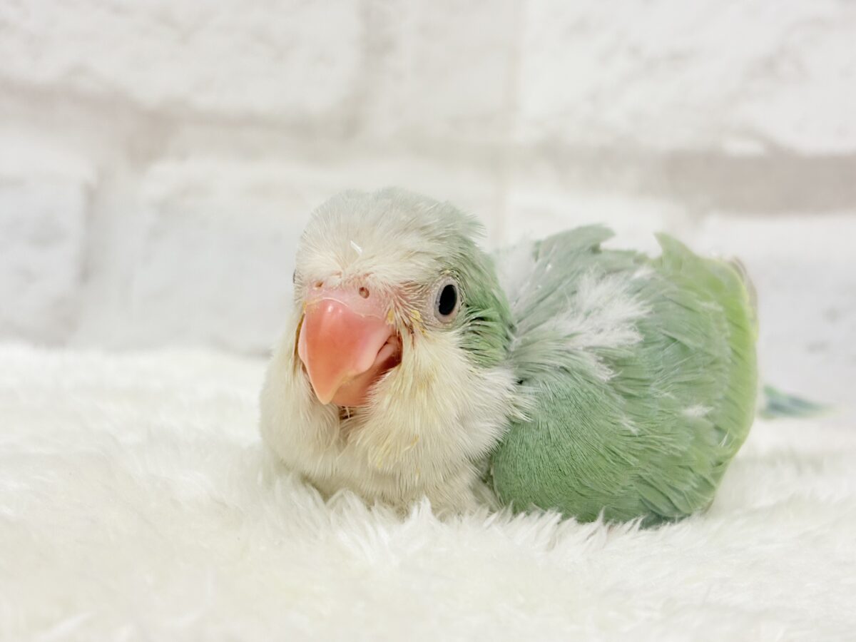 オキナインコ