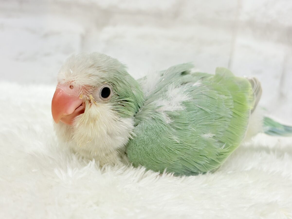 【最新画像更新🪄もうすぐひとり餌☆】来ったぞ♪来たぞ♬*°青リンゴ🐣🍏🫧オキナインコ(アクアブルーパリド) ヒナ オキナインコ