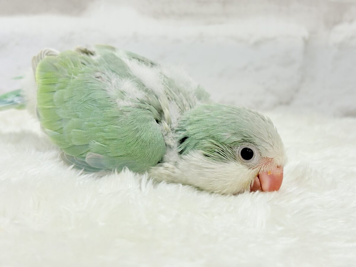 オキナインコ