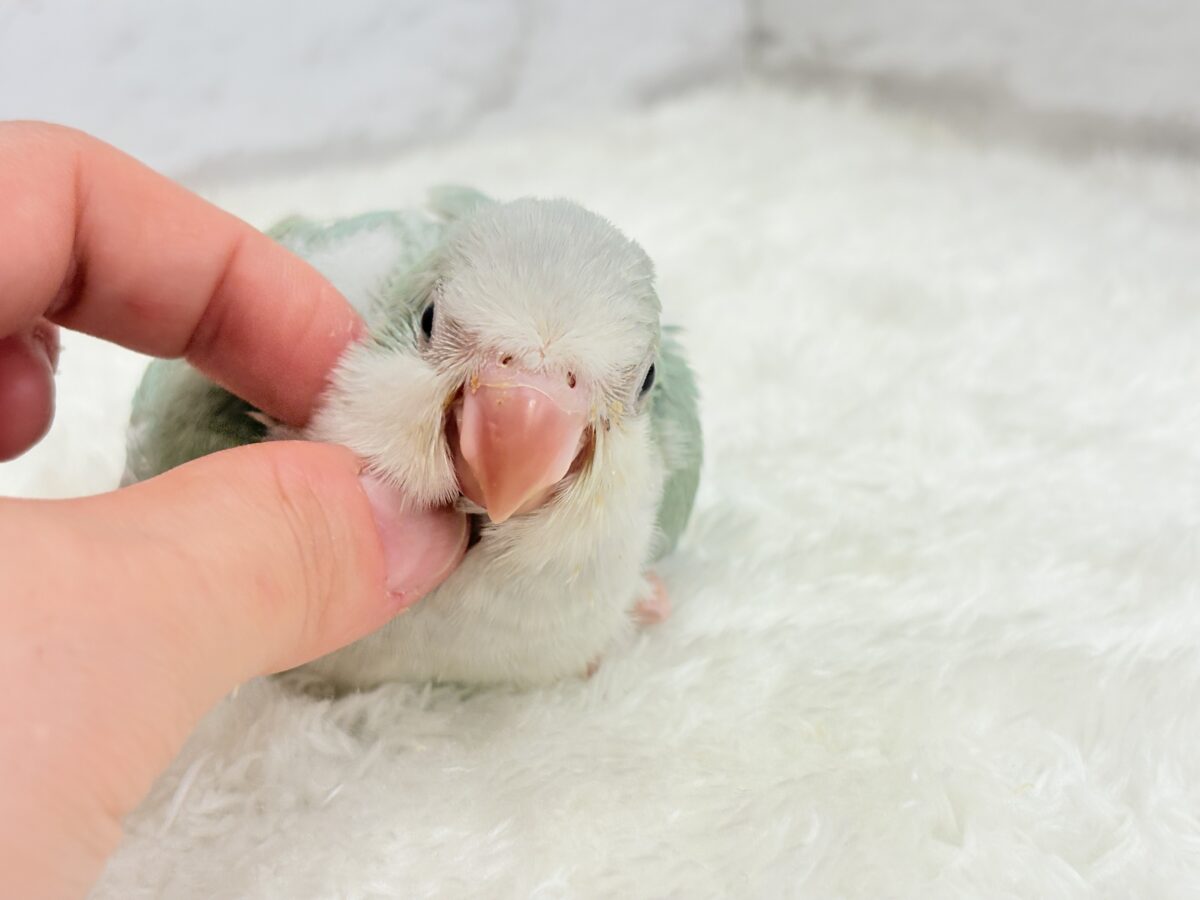 オキナインコ
