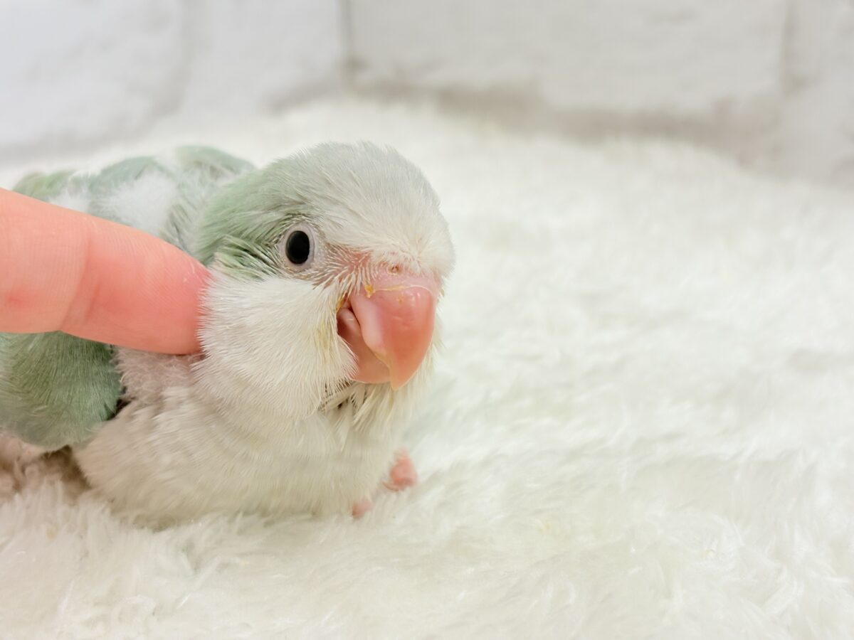 オキナインコ
