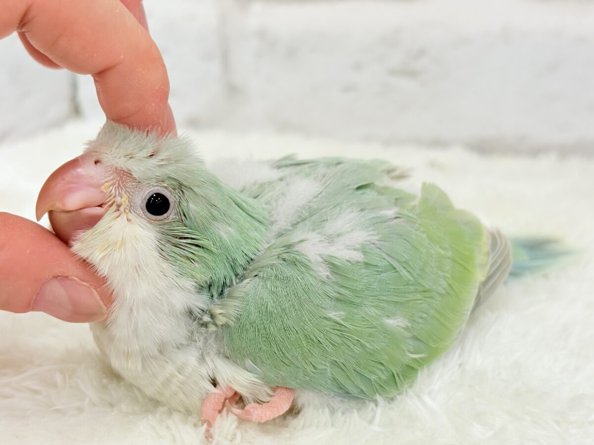 【最新画像更新🪄もうすぐひとり餌☆】来ったぞ♪来たぞ♬*°青リンゴ🐣🍏🫧オキナインコ(アクアブルーパリド) ヒナ オキナインコ