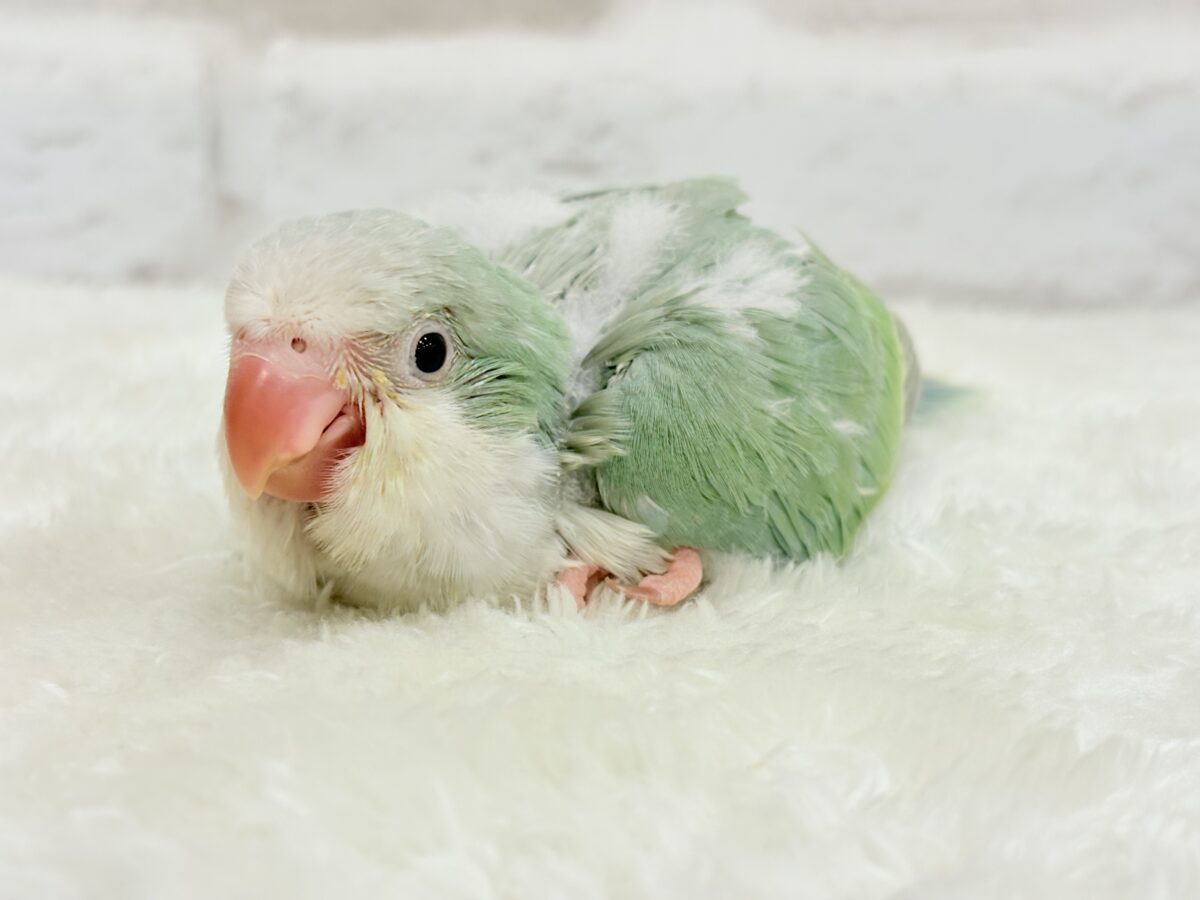 オキナインコ