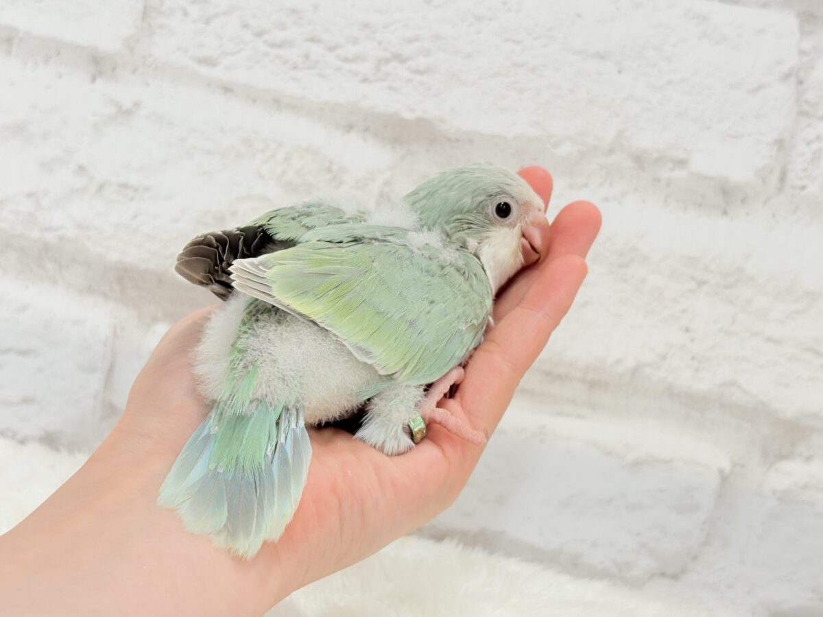 【最新画像更新🪄もうすぐひとり餌☆】来ったぞ♪来たぞ♬*°青リンゴ🐣🍏🫧オキナインコ(アクアブルーパリド) ヒナ オキナインコ