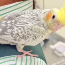 【最新画像】肩にのせてよ‼️オカメインコ😋（パールパイド）