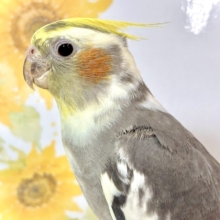 オカメインコ パイド🌼🤍🪽