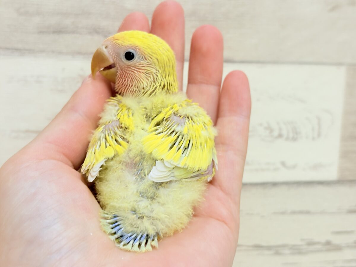 コザクラインコ（小桜インコ）
