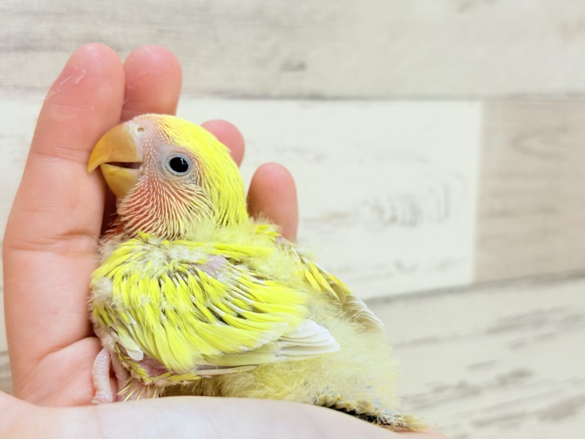 コザクラインコ（小桜インコ）