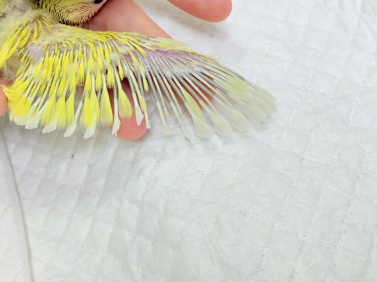 コザクラインコ（小桜インコ）