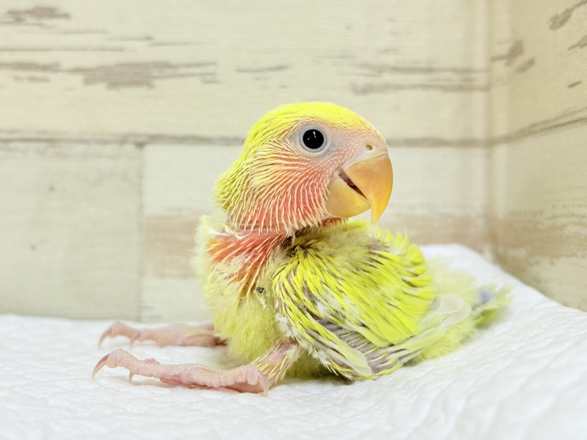 コザクラインコ（小桜インコ）