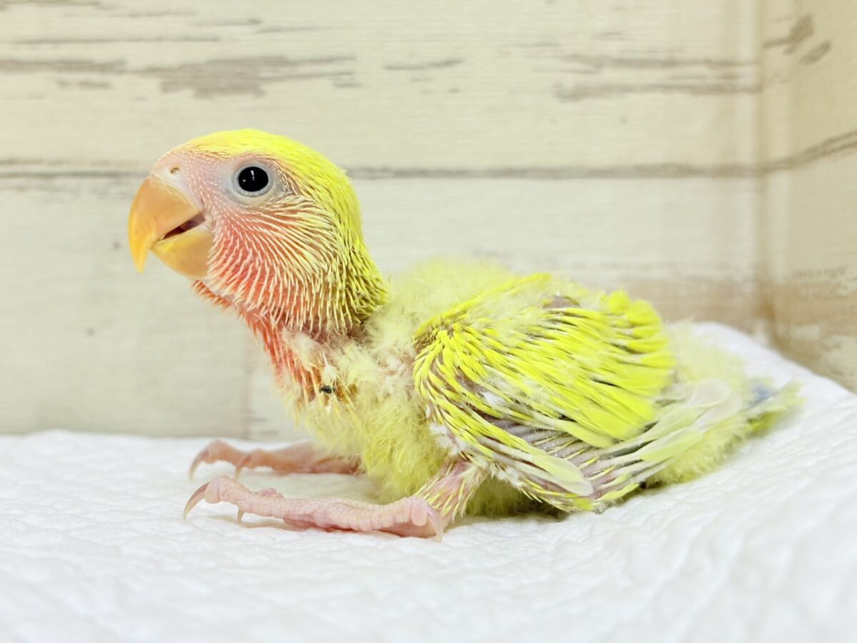 コザクラインコ（小桜インコ）