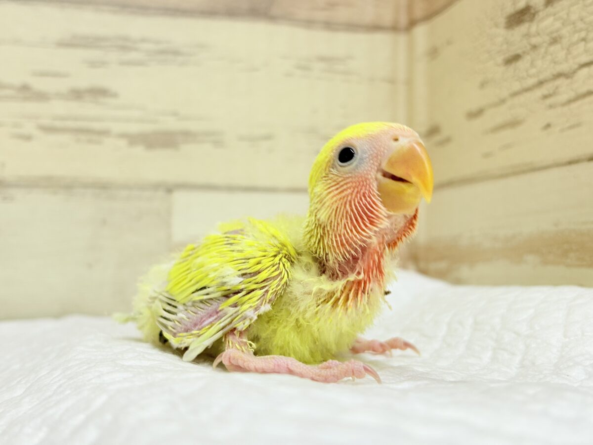 コザクラインコ（小桜インコ）