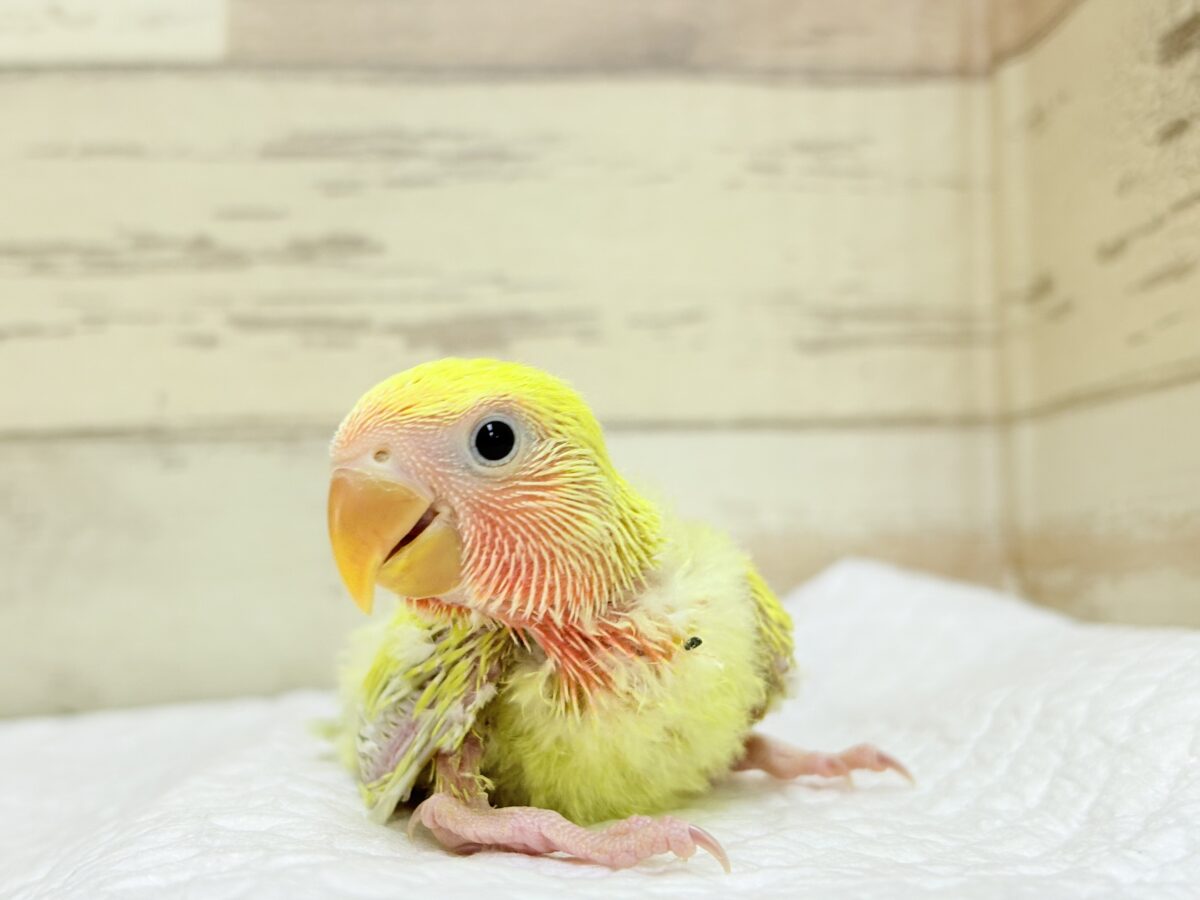 コザクラインコ（小桜インコ）
