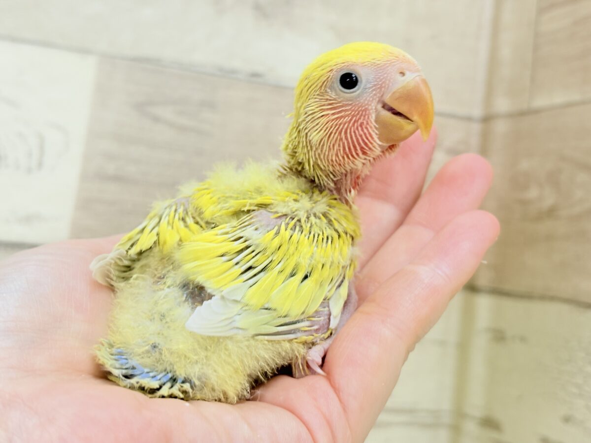 コザクラインコ（小桜インコ）