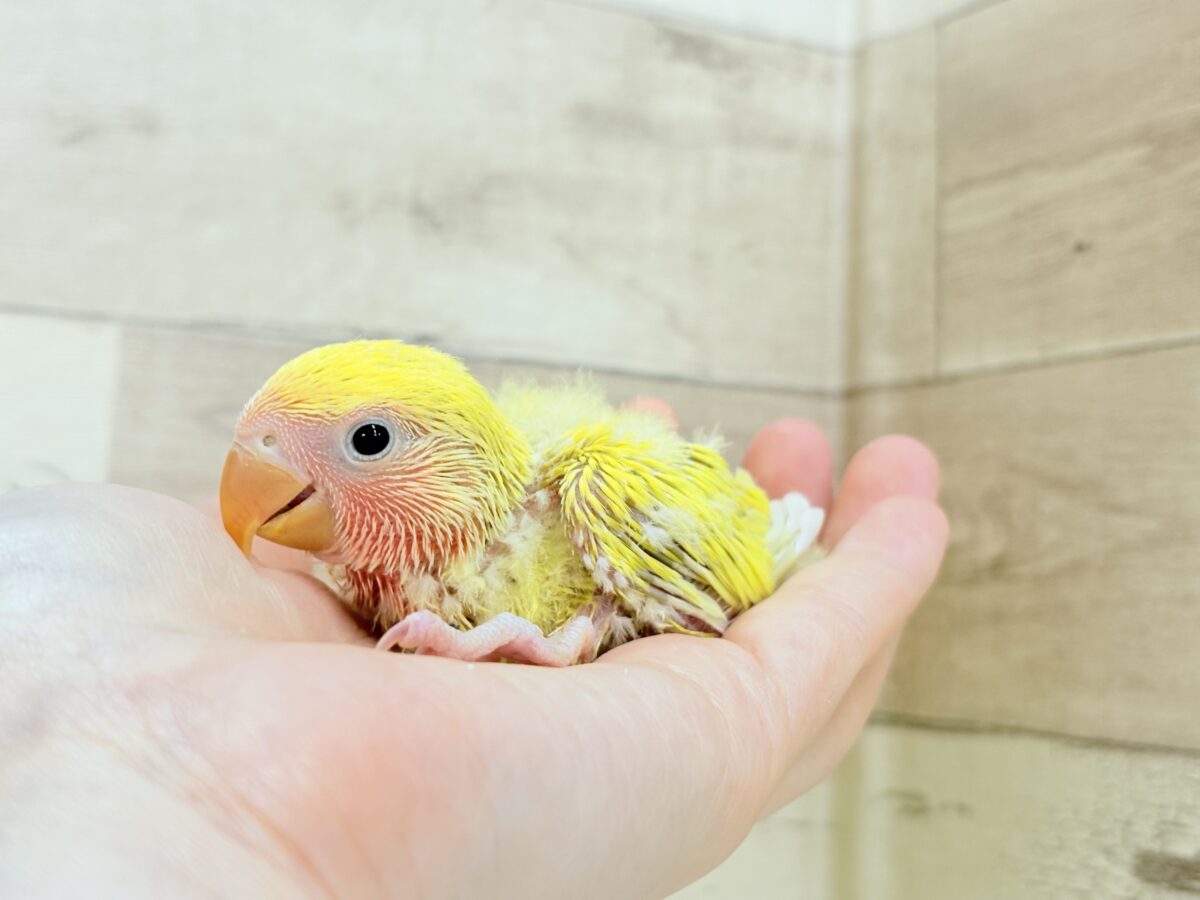 コザクラインコ（小桜インコ）