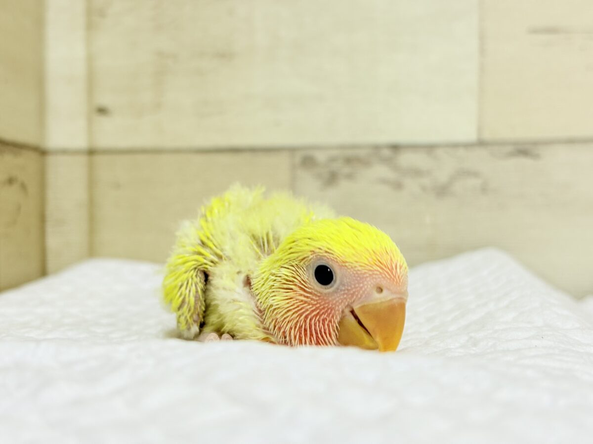 コザクラインコ（小桜インコ）