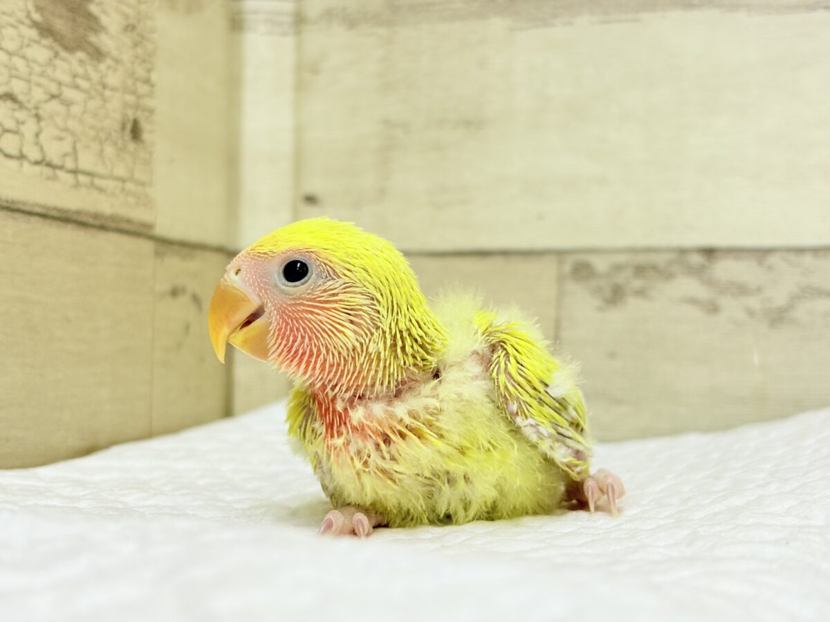 コザクラインコ（小桜インコ）