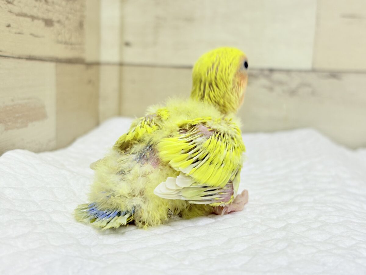 コザクラインコ（小桜インコ）