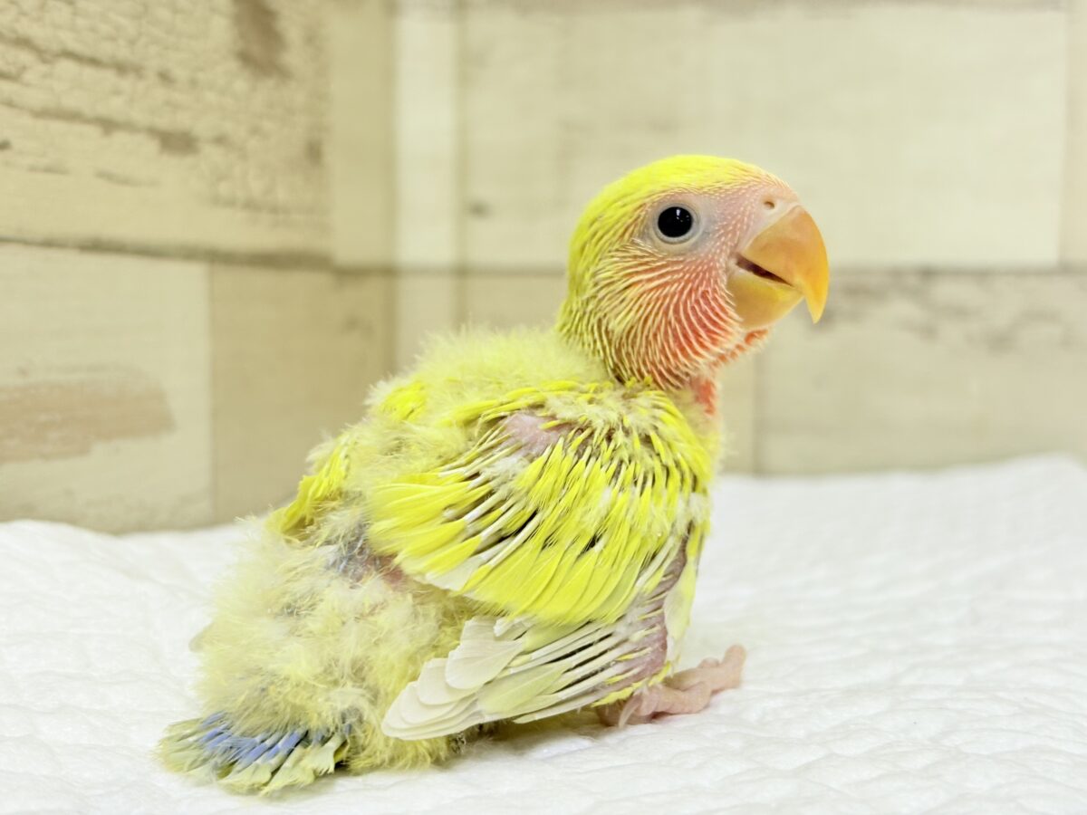コザクラインコ（小桜インコ）