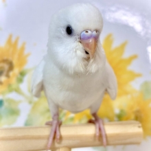 セキセイインコ  ホワイトダブルファクター  🤍🕊️