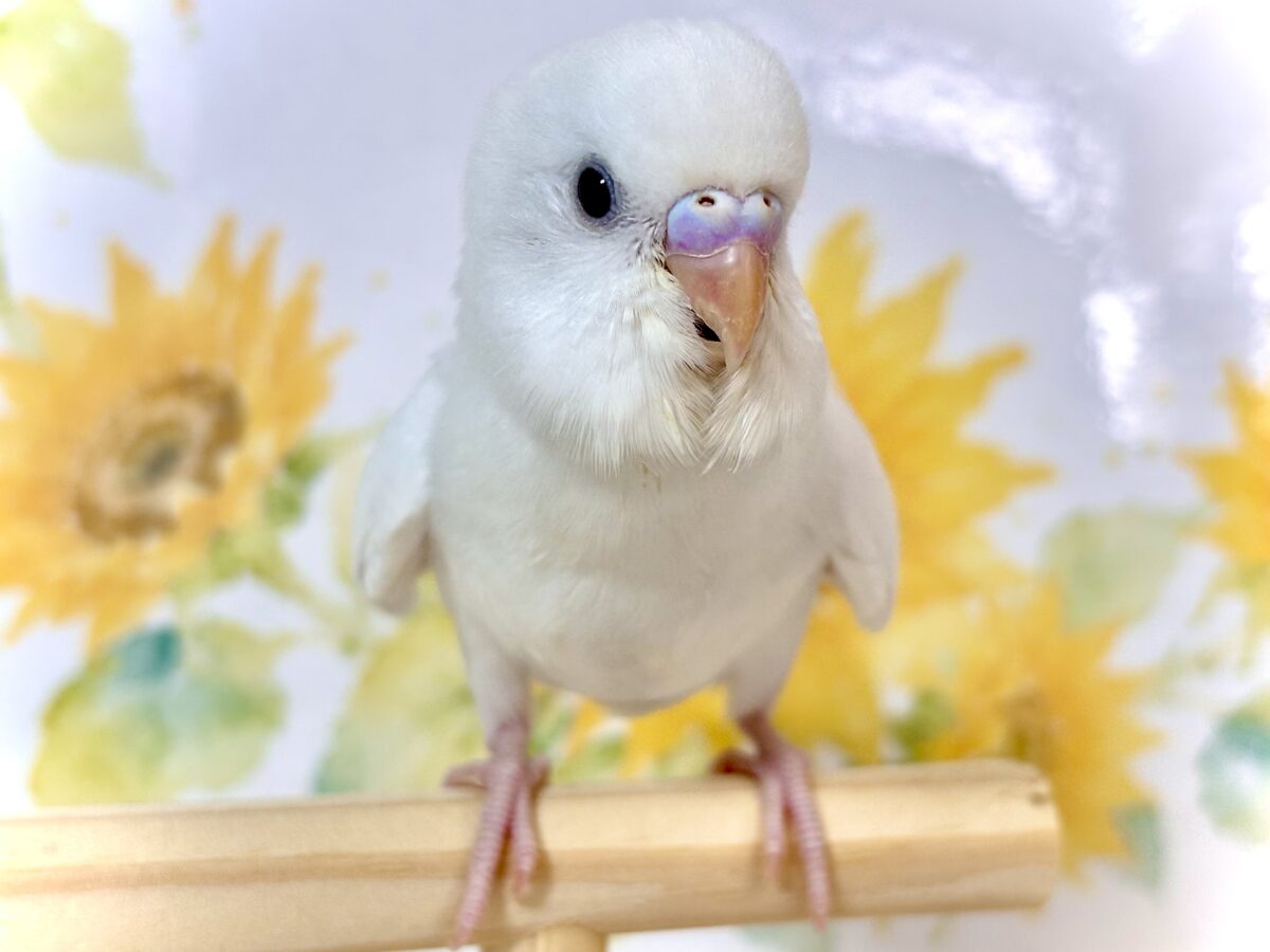 セキセイインコ  ホワイトダブルファクター  🤍🕊️