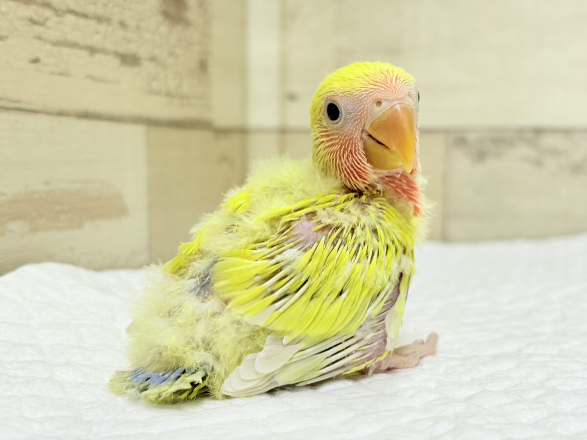コザクラインコ（小桜インコ）
