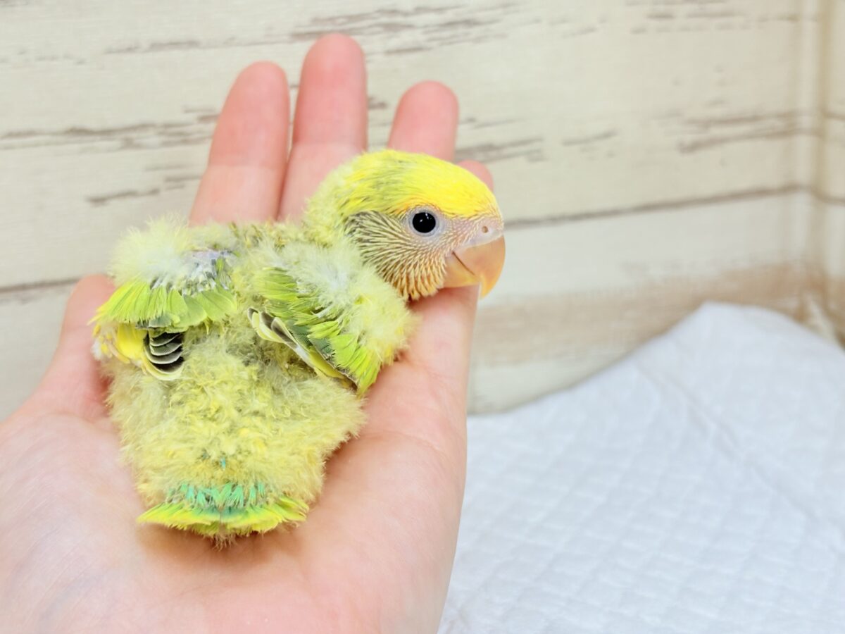 コザクラインコ（小桜インコ）