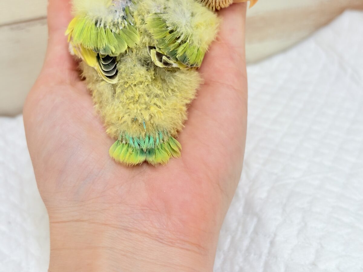 コザクラインコ（小桜インコ）
